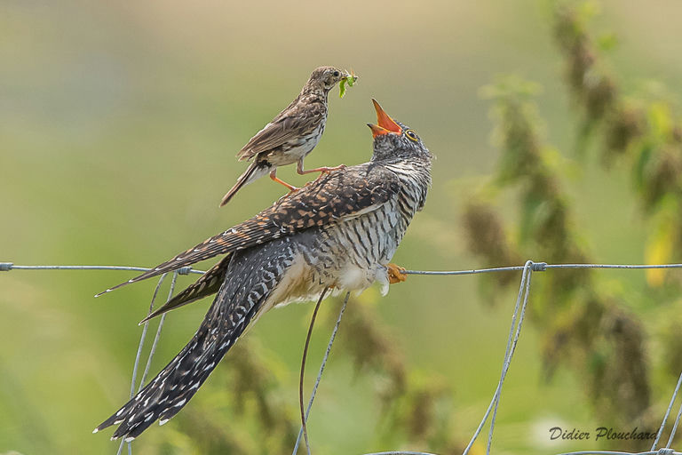 Coucou gris et Pipit